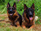 German shepherd puppies for sale, german shepherd breeders california, personal protection dogs, trained german shepherds for sale