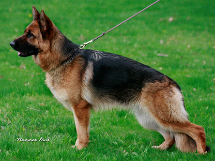 German Shepherd Breeders Virginia, German Shepherd puppies for sale, German Shepherds for sale Virginia