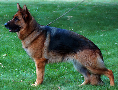 German Shepherd Breeders Virginia, german shepherd puppies for sale, German Shepherds for sale Virginia, American Siegerin