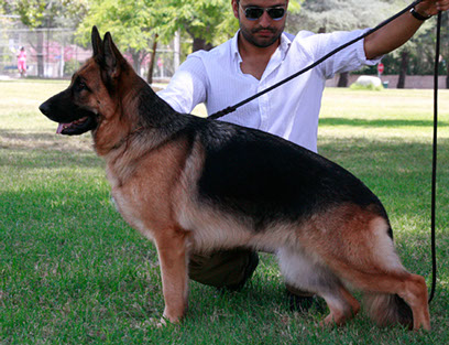 German Shepherd Breeders Michigan, german shepherd puppies for sale, German Shepherds for sale Michigan