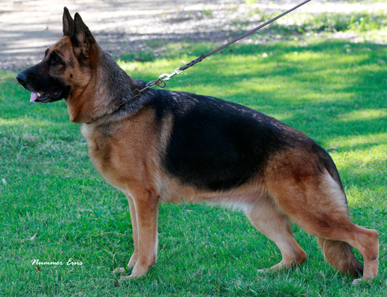 German Shepherd breeders Virginia, German Shepherd puppies for sale, German Shepherd puppies in Virginia, Best German Shepherd Breeders