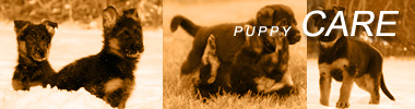 German Shepherd puppies for sale Virginia, taking care of German Shepherd puppies, German Shepherd Puppy care, house breaking, new puppy, puppy 