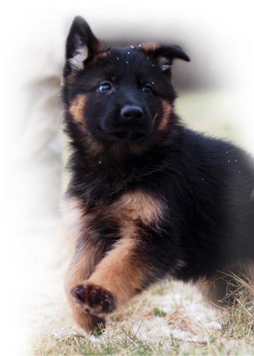 german shepherd puppy, german shepherd puppies, new puppy care, new puppy what to do, start list new puppy