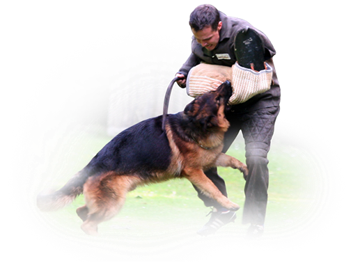 protection dog, protection work, bite work, german shepherd protection, schutzhund, protection dogs michigan, protection german shepherds CA