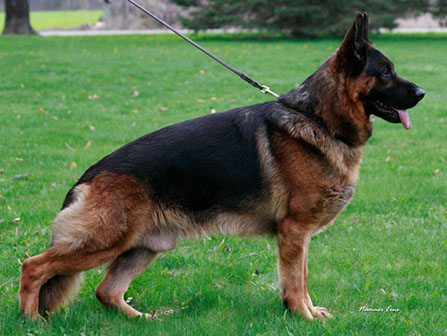German Shepherd Breeders Michigan, german shepherd puppies for sale Michigan, German Shepherd stud, Odie von Nummer Eins